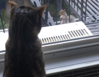 Cat staring outside window at squirrel with acorn in mouth
