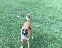 Slowmo Brown Dog Jumps Backward Twists to Catch Tennis Ball