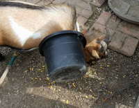 Goat Gets Head Stuck In Black Bucket