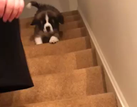 Brown White Saint Bernard Puppy Slides Down Carpeted Stairs