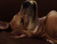 dog with whipped cream on face