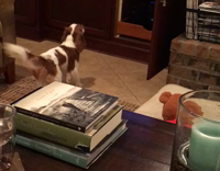 TV Brown and white long eared small dog barking at shrek movie