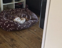 Little Girl Headphones Black Couch Caught Singing and Screams