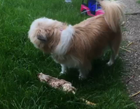 tan dog poppy starts growling and hissing while standing on piece of lamb 