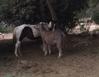 Two horses brown and white nestle together outside on a farm  