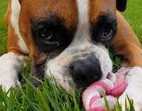 Collab Pets_For_All - Brown white dog pink toy runs at camera 