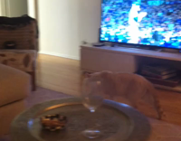 orange cat scratching pillow randomly 