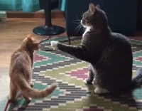Orange and black cats swipe each other with their paws 