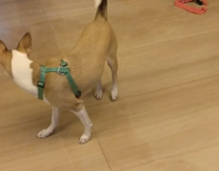 small tan dog with blue collar chases red laser light on floor 