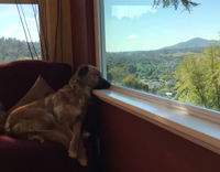 dog staring out side window 