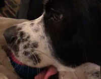Black and White Dog Licks Tongue Weirdly