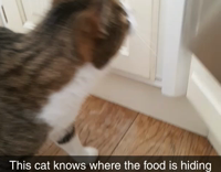 The Cat Knows Where the Food Is Hiding