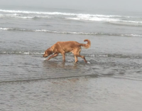 Golden Retriever plays in waves at the beach