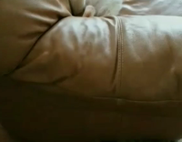 white fat cat on back