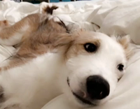 white dog laying on bed moving head