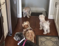 man in black leather jacket comes home to four dogs 