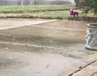 Small chihuahua in pink raincoat running towards owner from behind bush