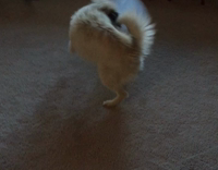 Dog runs around with cone 