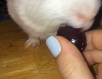 Music Girl with blue nail polish feeds hamster a grape 