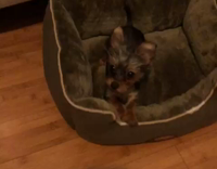 brown yorkie growling at owner and following him
