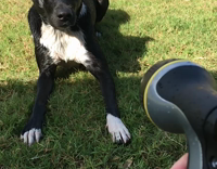 Black dog gets water sprayed in his face in backyard 