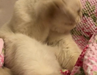 White Cat with Closed Eyes Licks Paw