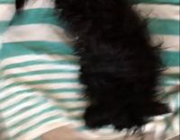 MUSIC small black dog rolling on blue and white towel