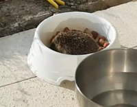 Hedgehog sits in white bowl and eats dog food 
