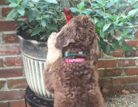 brown dog sitting up and licking plant outside