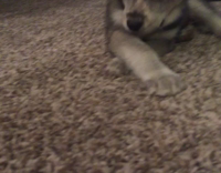 grey dog playing with pink ball on ground