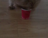 brown and black dog licking red cups