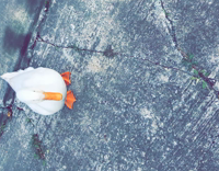 White duck tries to fight small black dog