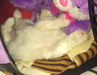 Collab Pets_For_All - small brown puppy plays inside purple kennel