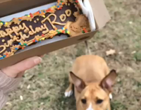 Woman shows birthday treat for dog in blue collar, dog does a spin  