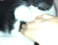 Black and White Cat Strokes Owner's Hand on White Bed