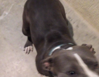 gray dog getting air blown at its mouth 