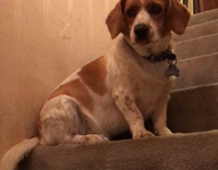 Brown white dog sitting on stairs playing catch with squirrel toy
