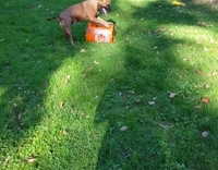 brown dug plays drums on orange bucket