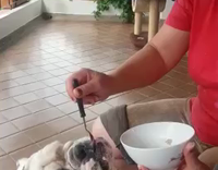 Old Woman Feeds Bulldog Out of Bowl