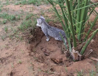 Two cats on a tree surrounded by green net