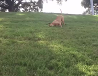 brown dog rolling down a hill