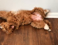 Brown labradoodle dog laying on wooden floor against wall looks broken