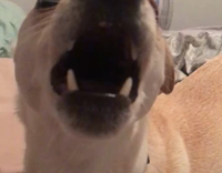 dog barking at camera 