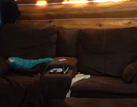 brown dog laying down in sofa staring constantly 