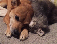 cat playing with dog in couch 