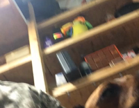 Brown Dog Weakly Howls To Bad to The Bone