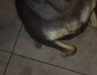 Small black dog with glowing eyes smiles for his owner 