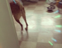 MUSIC golden dog walking around with snapchat filter