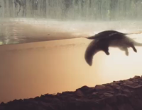 Sea otter does a flip in the water 