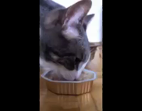 Grey Cat Eats Meat Out Of Tin on Floor